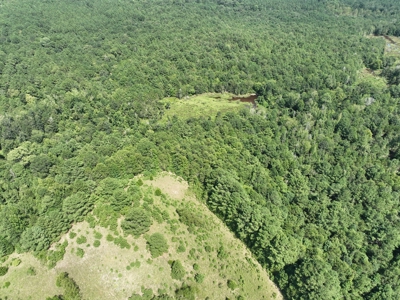 East Texas Timberland & Recreational Hunting Property - image 4