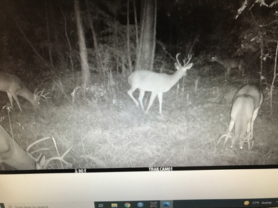 East Texas Timberland & Recreational Hunting Property - image 15