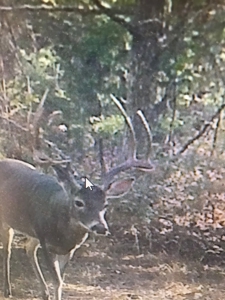 East Texas Timberland & Recreational Hunting Property - image 12