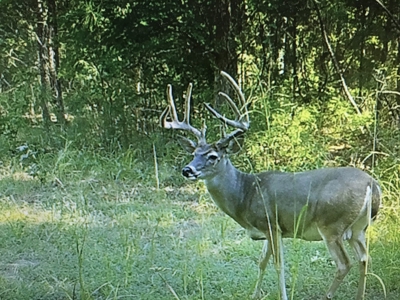 East Texas Timberland & Recreational Hunting Property - image 10