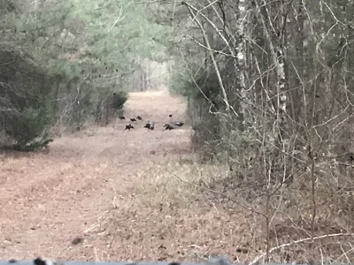 East Texas Timberland & Recreational Hunting Property - image 13