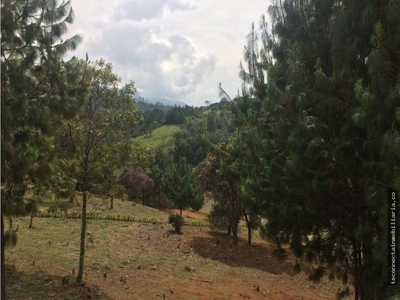 Green Paradise Found: Build Your Dream Home in San Felix - image 1