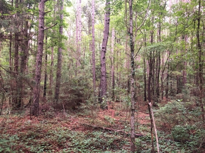 East Texas Secluded Timber / Hunting Property in Cass County - image 4