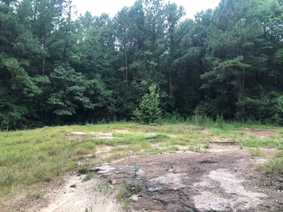 East Texas Secluded Timber / Hunting Property in Cass County - image 3
