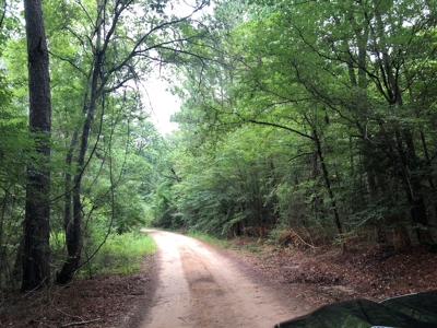 East Texas Secluded Timber / Hunting Property in Cass County - image 5