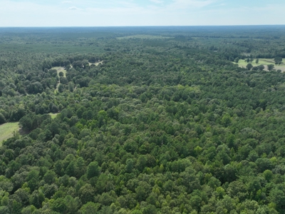 East Texas Secluded Timber / Hunting Property in Cass County - image 1