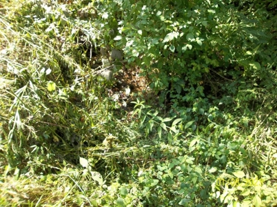 66 Unrestricted Acres For Sale in Hawkins County, Tennessee - image 11