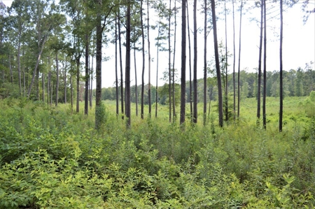 10 Acre Homesite for Sale near Golf Course Southwest MS - image 4