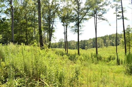 10 Acre Homesite for Sale near Golf Course Southwest MS - image 5