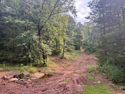 Private  Land For Sale Near Tennessee River,  Fiber Internet - image 8
