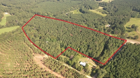 +/- 22 Acre Timber/Hunting Tract in Amite County, MS - image 6