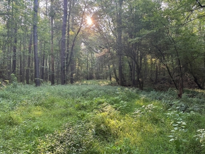 +/- 22 Acre Timber/Hunting Tract in Amite County, MS - image 16