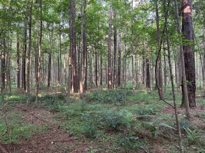 +/- 22 Acre Timber/Hunting Tract in Amite County, MS - image 22