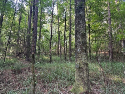 +/- 22 Acre Timber/Hunting Tract in Amite County, MS - image 25