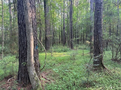 +/- 22 Acre Timber/Hunting Tract in Amite County, MS - image 21