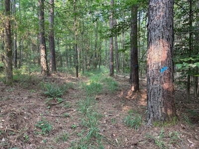 +/- 22 Acre Timber/Hunting Tract in Amite County, MS - image 24