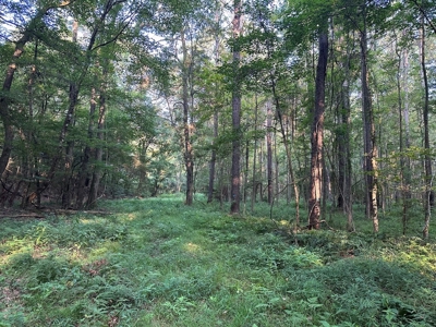 +/- 22 Acre Timber/Hunting Tract in Amite County, MS - image 20