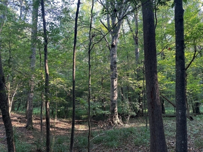 +/- 22 Acre Timber/Hunting Tract in Amite County, MS - image 32