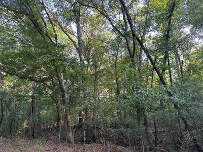 +/- 22 Acre Timber/Hunting Tract in Amite County, MS - image 34