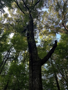 +/- 22 Acre Timber/Hunting Tract in Amite County, MS - image 30