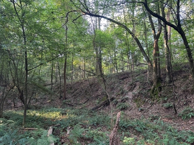 +/- 22 Acre Timber/Hunting Tract in Amite County, MS - image 17