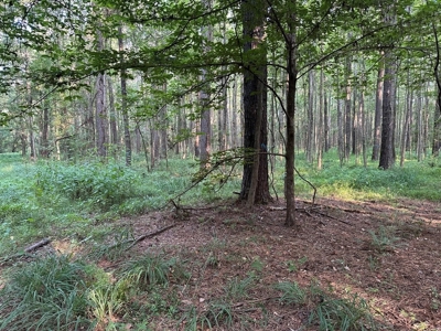 +/- 22 Acre Timber/Hunting Tract in Amite County, MS - image 26