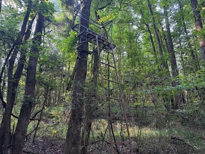 +/- 22 Acre Timber/Hunting Tract in Amite County, MS - image 28