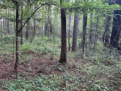 +/- 22 Acre Timber/Hunting Tract in Amite County, MS - image 11