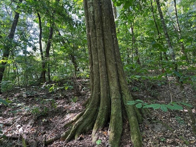 +/- 22 Acre Timber/Hunting Tract in Amite County, MS - image 10
