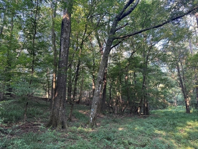 +/- 22 Acre Timber/Hunting Tract in Amite County, MS - image 29