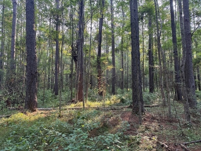 +/- 22 Acre Timber/Hunting Tract in Amite County, MS - image 13