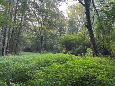 +/- 22 Acre Timber/Hunting Tract in Amite County, MS - image 15