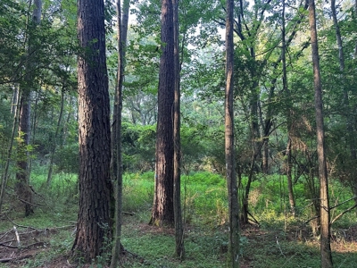 +/- 22 Acre Timber/Hunting Tract in Amite County, MS - image 14