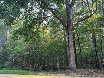 +/- 22 Acre Timber/Hunting Tract in Amite County, MS - image 9