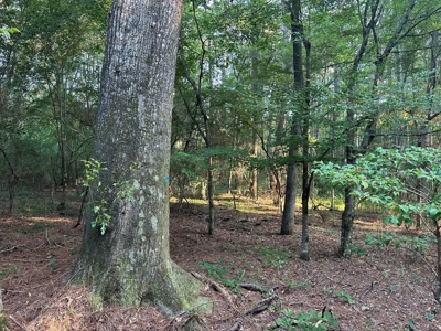 +/- 22 Acre Timber/Hunting Tract in Amite County, MS - image 8