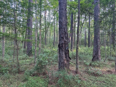 +/- 22 Acre Timber/Hunting Tract in Amite County, MS - image 12