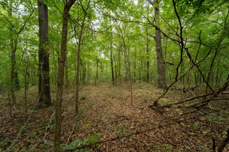 Ozarks  Hunting & Recreational Acreage With A Cave In Ar - image 4