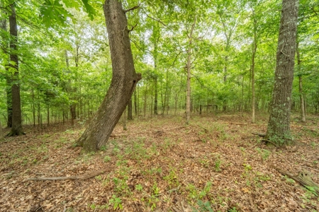 Ozarks  Hunting & Recreational Acreage With A Cave In Ar - image 2