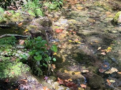 Ozarks  Hunting & Recreational Acreage With A Cave In Ar - image 20