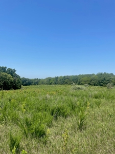 100+/- Acres Excellent Deer and Turkey Hunting Timber/CRP - image 9