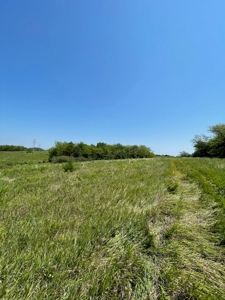 100+/- Acres Excellent Deer and Turkey Hunting Timber/CRP - image 17