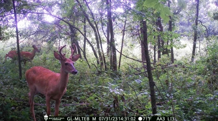 100+/- Acres Excellent Deer and Turkey Hunting Timber/CRP - image 6