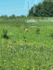 100+/- Acres Excellent Deer and Turkey Hunting Timber/CRP - image 3