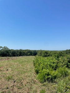 100+/- Acres Excellent Deer and Turkey Hunting Timber/CRP - image 11