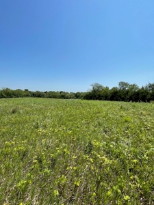 100+/- Acres Excellent Deer and Turkey Hunting Timber/CRP - image 12