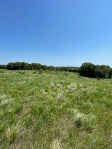 100+/- Acres Excellent Deer and Turkey Hunting Timber/CRP - image 15