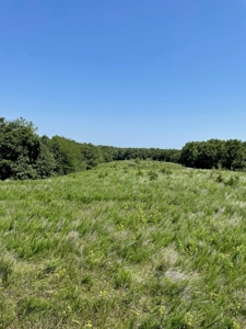 100+/- Acres Excellent Deer and Turkey Hunting Timber/CRP - image 18