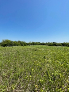 100+/- Acres Excellent Deer and Turkey Hunting Timber/CRP - image 13