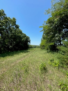 100+/- Acres Excellent Deer and Turkey Hunting Timber/CRP - image 8
