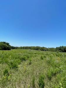 100+/- Acres Excellent Deer and Turkey Hunting Timber/CRP - image 10